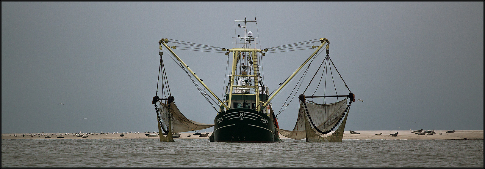 Borkum - Krabbenfischer