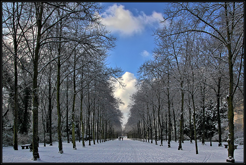 Winterliche Allee im Düsseldorfer Hofgarten