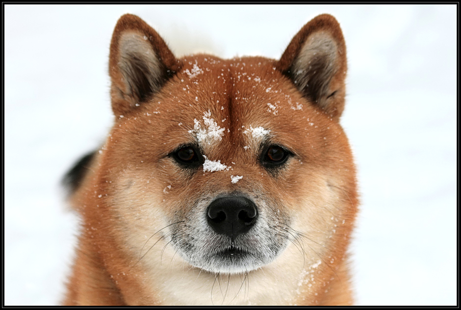  Shiba Inu 