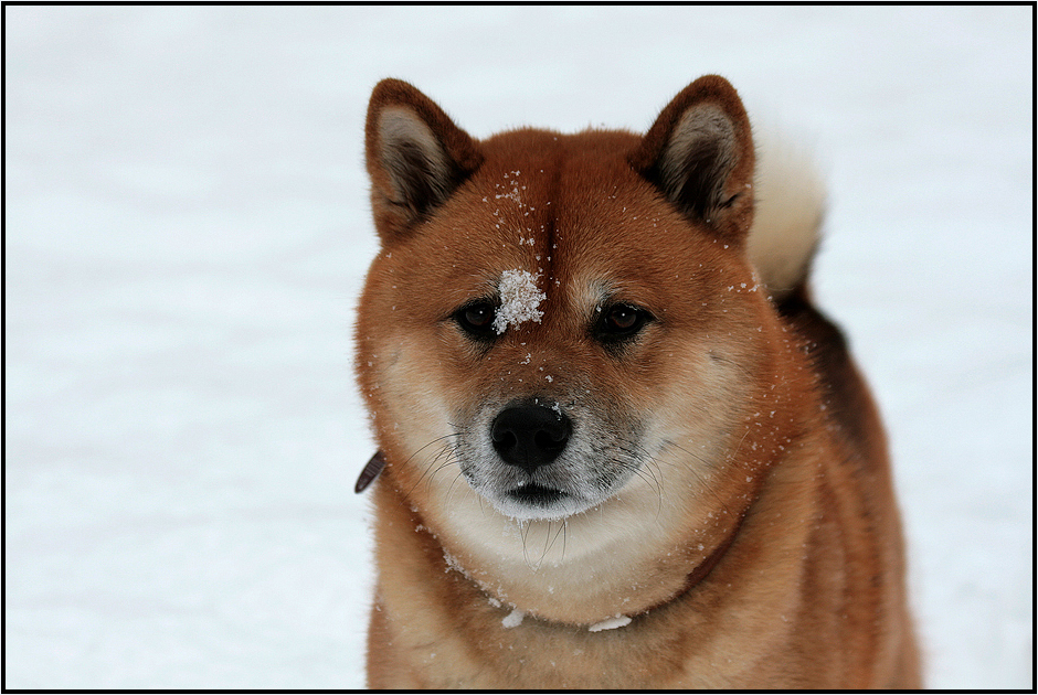 Der japanische Shiba Inu 