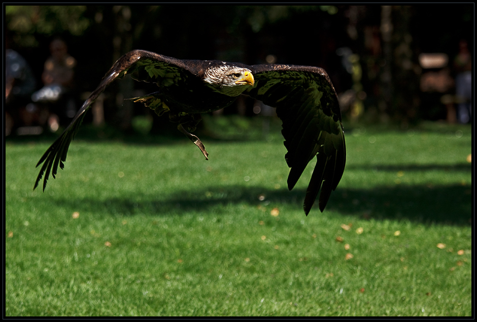 Weißkopfseeadler